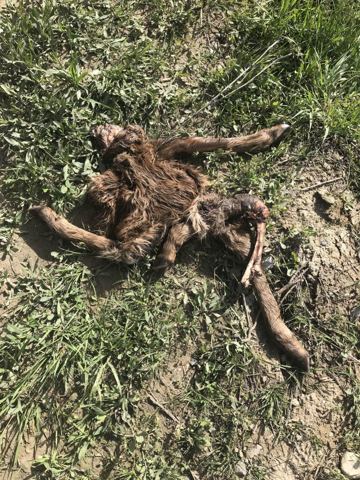 Grizzly kill